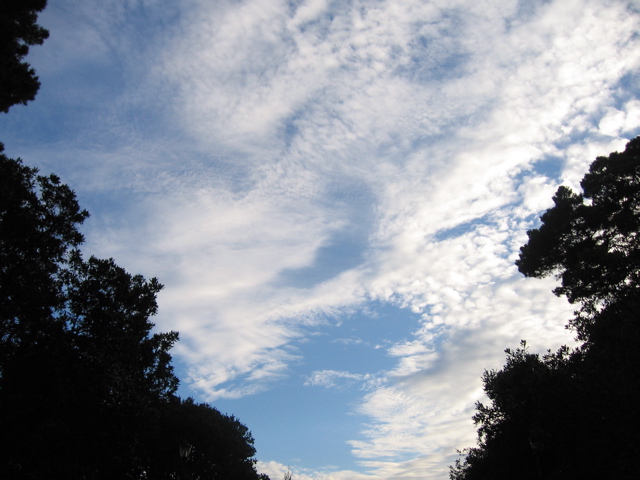 Altocumulus clouds looking up from a grove