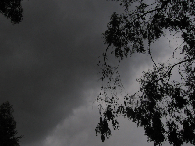 Ein Eukalyptus und ein bewölkter Himmel