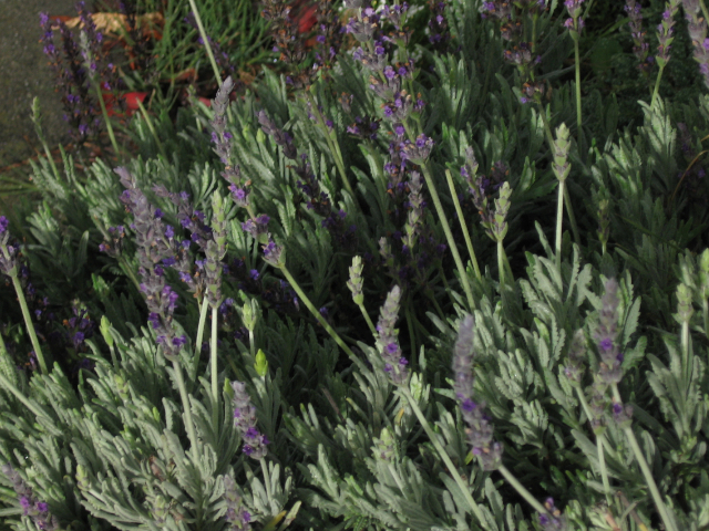 Lavendel