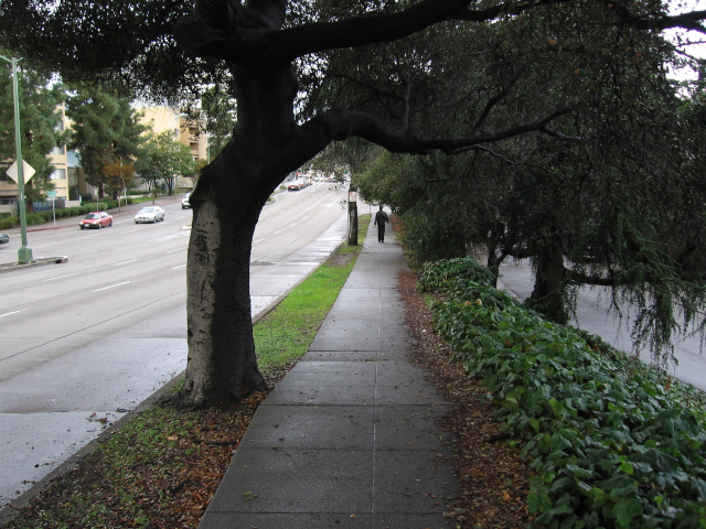Ein Baum neben MacArthur Boulevard