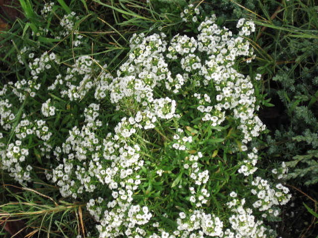 Weiße Blumen