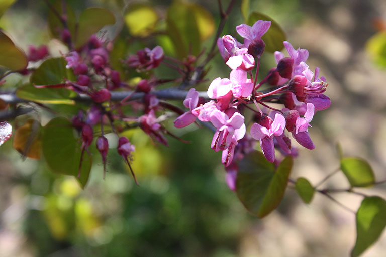 Blumen in einem Baum
