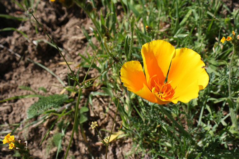 Kaliforniermohnblume (eschscholzia californica)