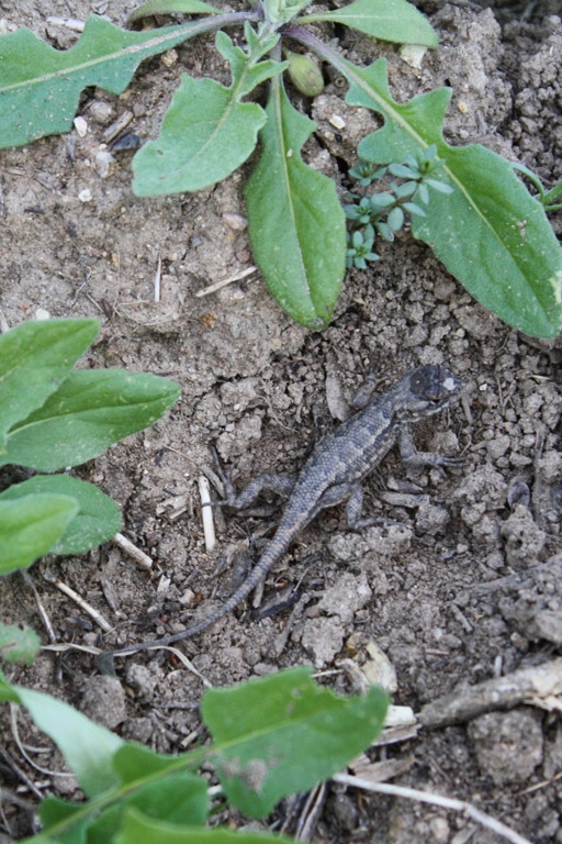 Westlicher Stachelleguan