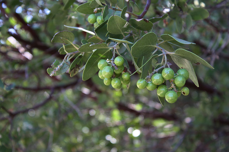 Grüne Beeren in einem Baum
