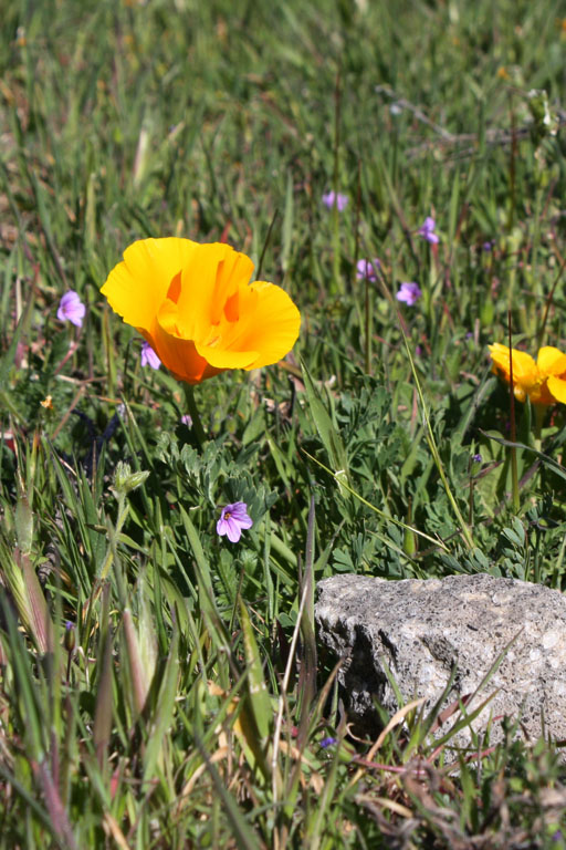 Kaliforniermohnblumen und ein Stein