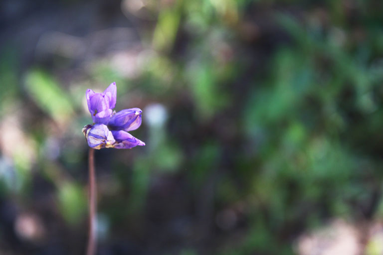 Eine purpure Wildblume