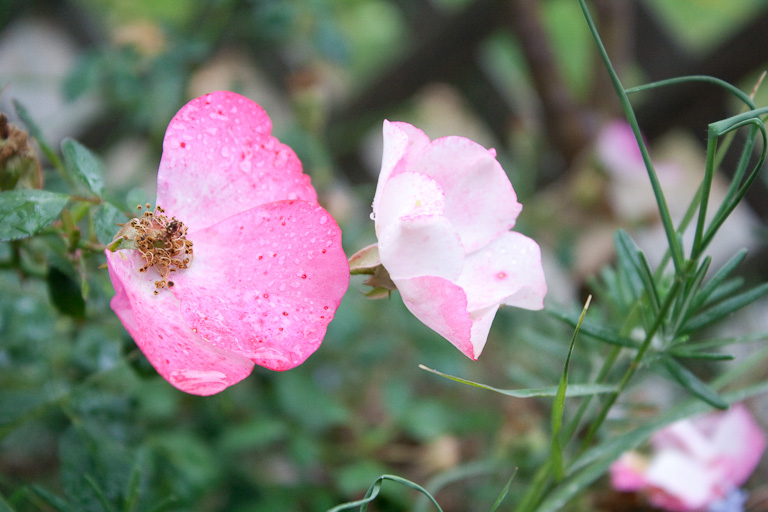 Eine Rose mit flachen Blütenblättern