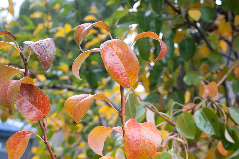 Blätter von einem Birnbaum