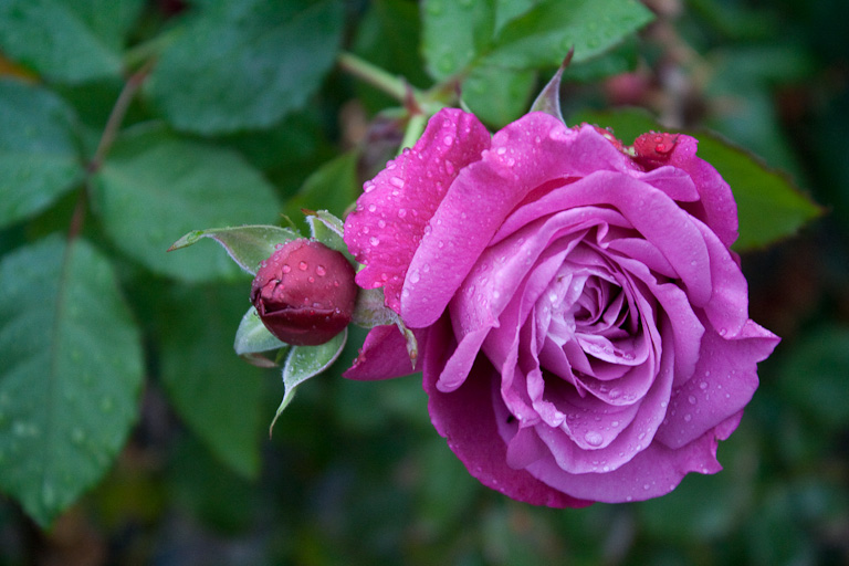 Eine helle Rose und eine Rosenknopse