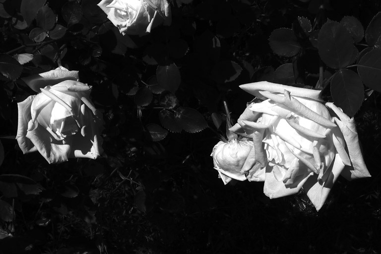 weiße Rosen bei meinen Eltern; 11. Mai 2006