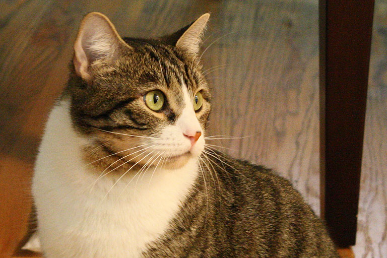 Oliver