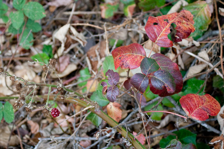 Eine unreife Brombeere