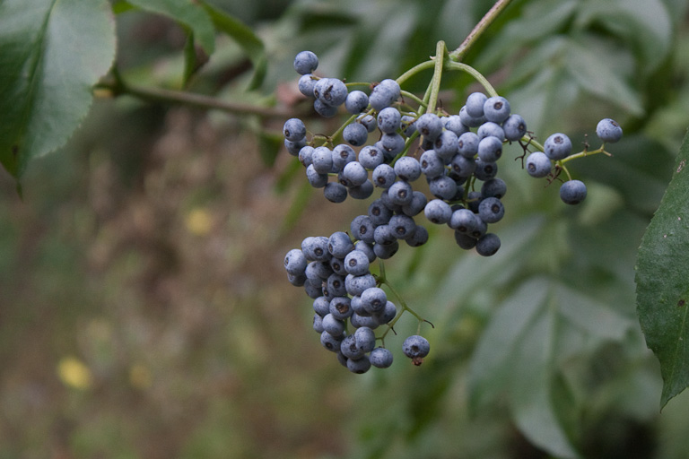 Holunderbeeren