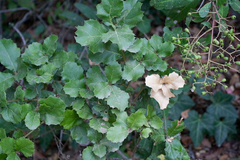 Eichen (quercus agrifolia)