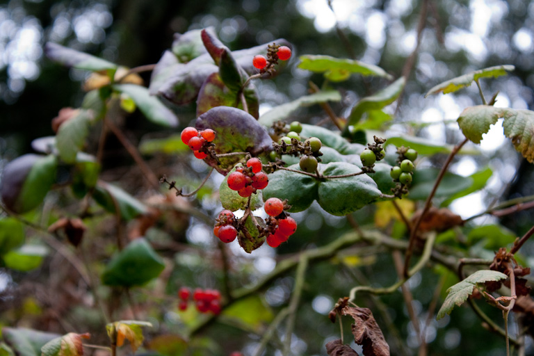 Rote und grüne Heckenkirschenbeeren