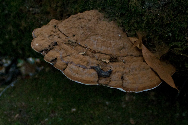 Eine Nachtschneke auf einem Stück Pilz
