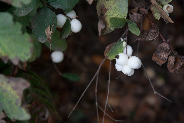 Schneebeeren – symphoricarpos albus